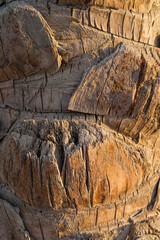Detail of the trunk of a palm tree, clipped branches and a pink trunk of a palm tree.