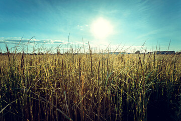 Summer grass on sunset or sunrise and blue sky background.