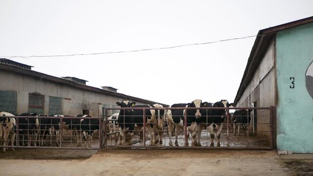 Bulls on a modern farm. Cattle