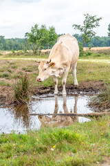 white cow drinks on the Gorsselse heide