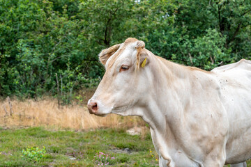 Naklejka na ściany i meble white cow looks around on the Gorsselse heide