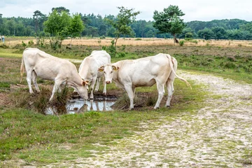 Fotobehang three white cow drinks on the Gorsselse heide © Michael Verbeek