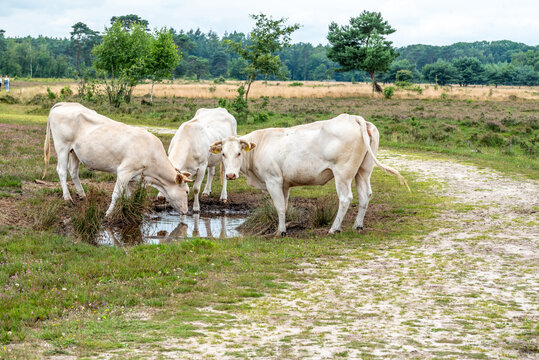 three white cow drinks on the Gorsselse heide