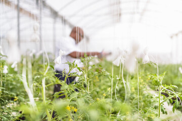 Portrait of manager inspecting young tomato plants in Hydroponic farm in Nevis, West Indies