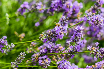 a lavander flowers