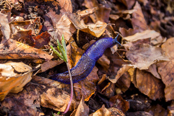 a big blue slug