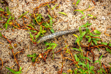 a striped big slug