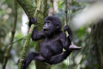 Free ranging baby mountain gorilla playing - Powered by Adobe