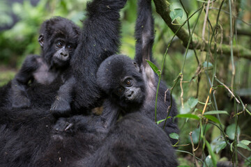 Free ranging baby mountain gorilla playing