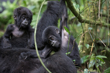 Free ranging baby mountain gorilla playing