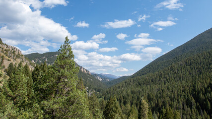 Obraz premium Canyon of Trees in Big Sky Montana