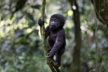 Free ranging baby mountain gorilla playing