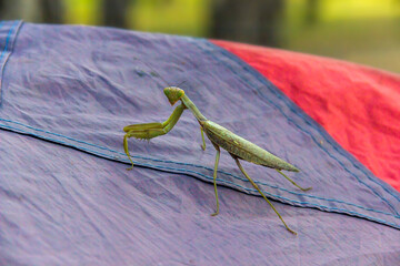 a praying mantis (mantis religiosa)