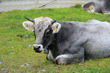 Tiroler Grauvieh