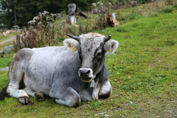 Tiroler Grauvieh