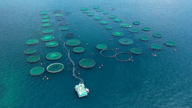 Aerial drone video of latest technology auto feeding fish farming  - breeding unit of sea bass and sea bream in huge round cages located in calm Mediterranean sea