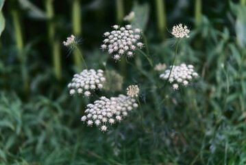 Weiße Blumen am Feldrand