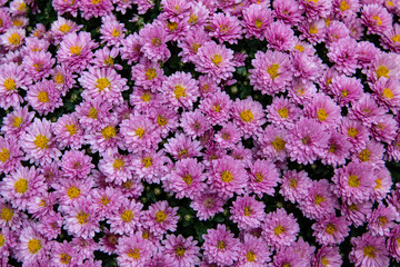 Beautiful purple floral background. Small purple flowers