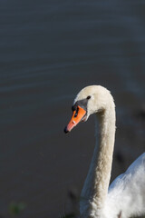 Close-up of a white swan swimming on water