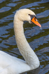 Close-up of a white swan swimming on water