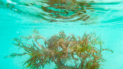 Seaweed floating in the turquoise sea