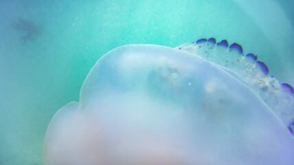 The kornerot jellyfish floating in the turquoise sea water © EMILIA