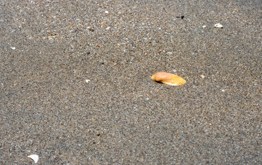 A brown color seashell on a wet sandy land