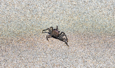 A black crab walking on the beach close up