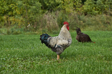 Rooster and chicken walk along the lawn and seek something edible near the country house.