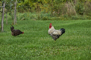 Rooster and chicken walk along the lawn and seek something edible near the country house.
