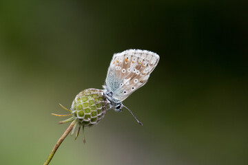una macro di una bella farfalla su un fiore, piccola farfalla con ali multicolore