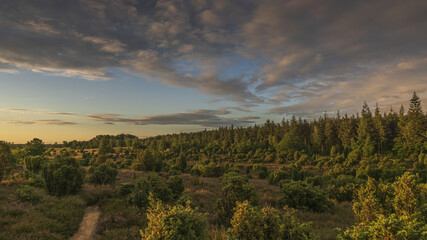 Fototapeta premium Lüneburger Heide