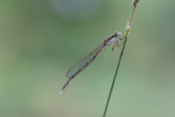 Winter Damselfly Sympecma fusca on dried grass stalk