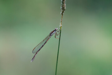 Winter Damselfly Sympecma fusca on dried grass stalk