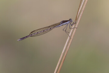 Winter Damselfly Sympecma fusca on dried grass stalk