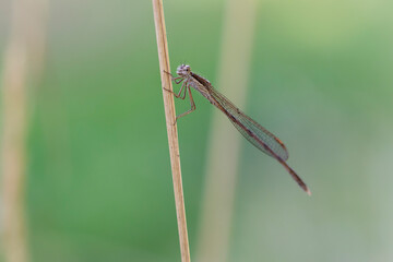 Winter Damselfly Sympecma fusca on dried grass stalk