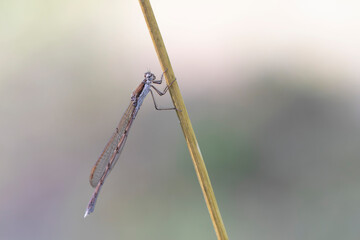 Winter Damselfly Sympecma fusca on dried grass stalk