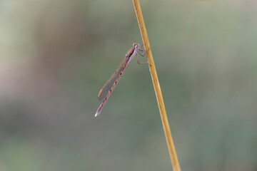 Winter Damselfly Sympecma fusca on dried grass stalk