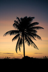 Fototapeta na wymiar Palm trees silhouette during sunset. Concept of free time on vacation.