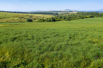 Fototapeta na wymiar Altai mountains. Field of saltwort (Salsola collina). Aerial view.