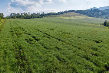 Altai mountains. Field of saltwort (Salsola collina). Aerial view.