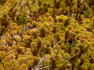 Small plants and sphagnum moss typical to the Azores islands landscape