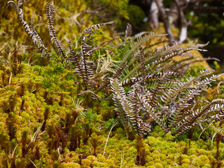 Small plants and sphagnum moss typical to the Azores islands landscape