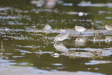 semipalmated sandpiper (Calidris pusilla) in autumn