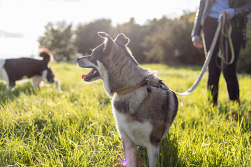 girl walking with dogs in the park on a sunny day