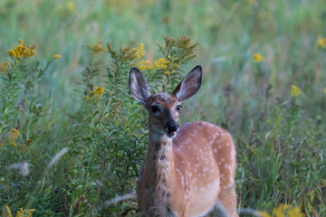 white-tailed deer Fawn in summer