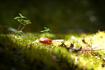 Small mushroom in the autumn forest in the sun