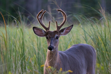 white-tailed deer male in summer