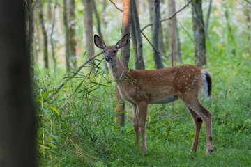 white-tailed deer Fawn in summer