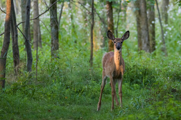 white-tailed deer Fawn in summer